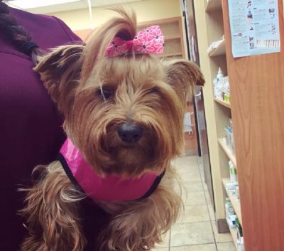 Dog with pink bow